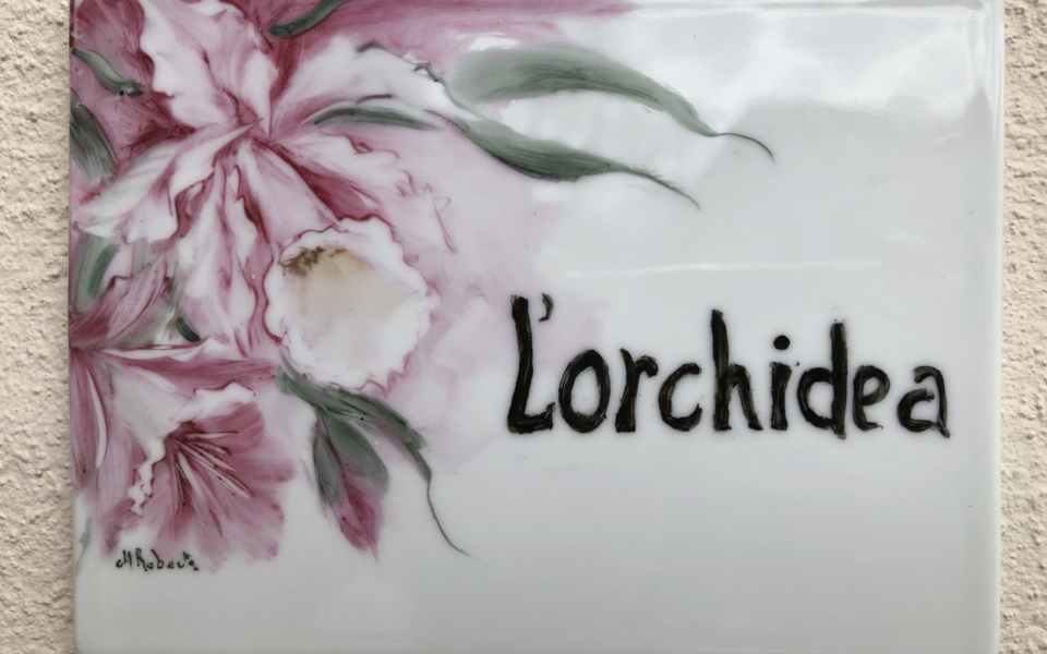 orchidea